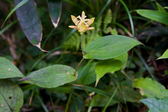 Image of <i>Tricyrtis latifolia</i> Maxim.