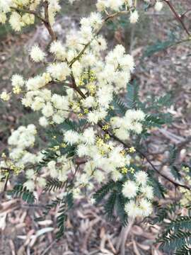 Image of Acacia terminalis (Salisb.) J. F. Macbr.