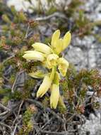 Eulophia tabularis (L. fil.) Bolus的圖片