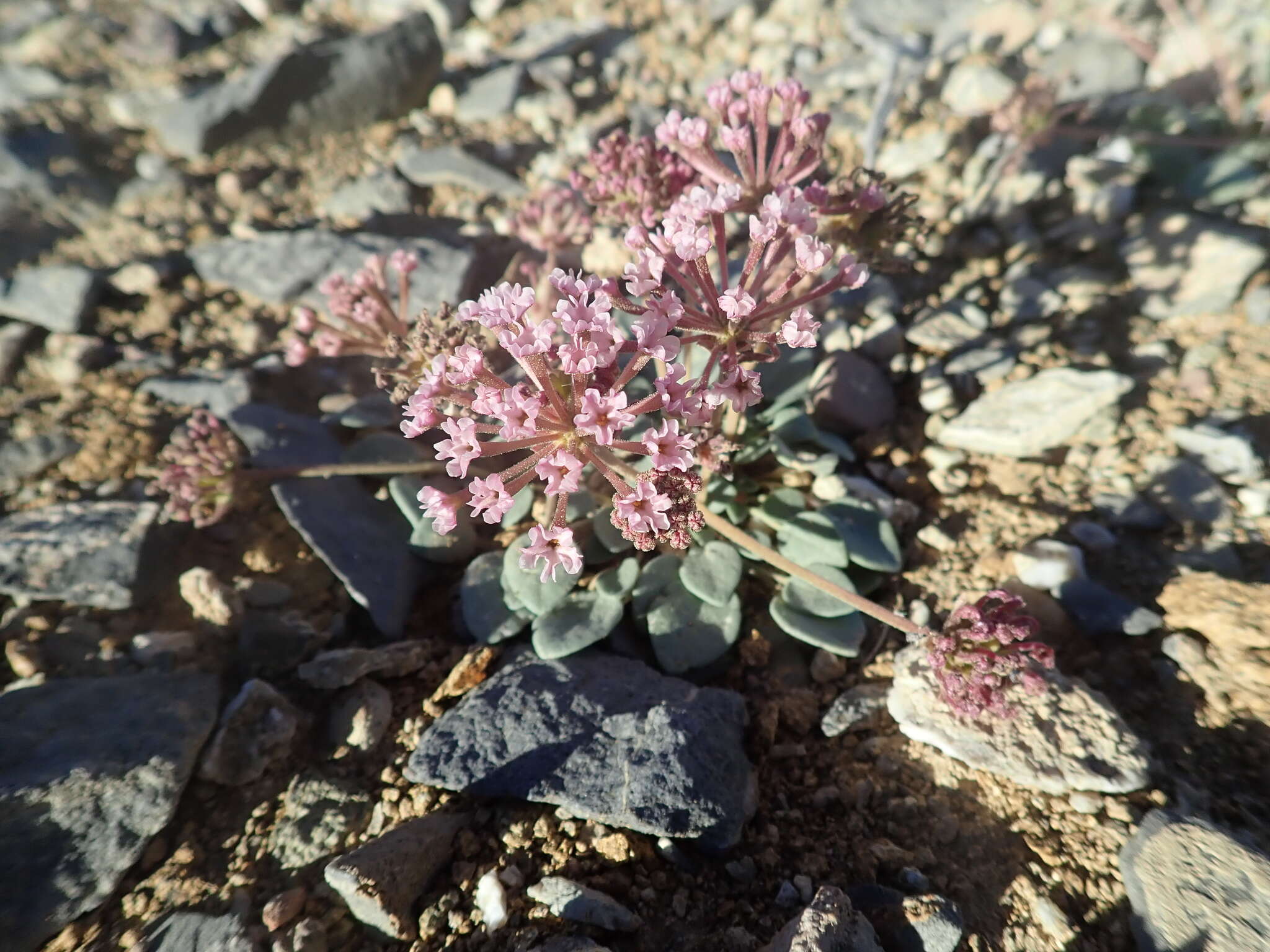 Image of Coville's dwarf sand verbena