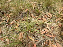 Image of Hairy Panic Grass