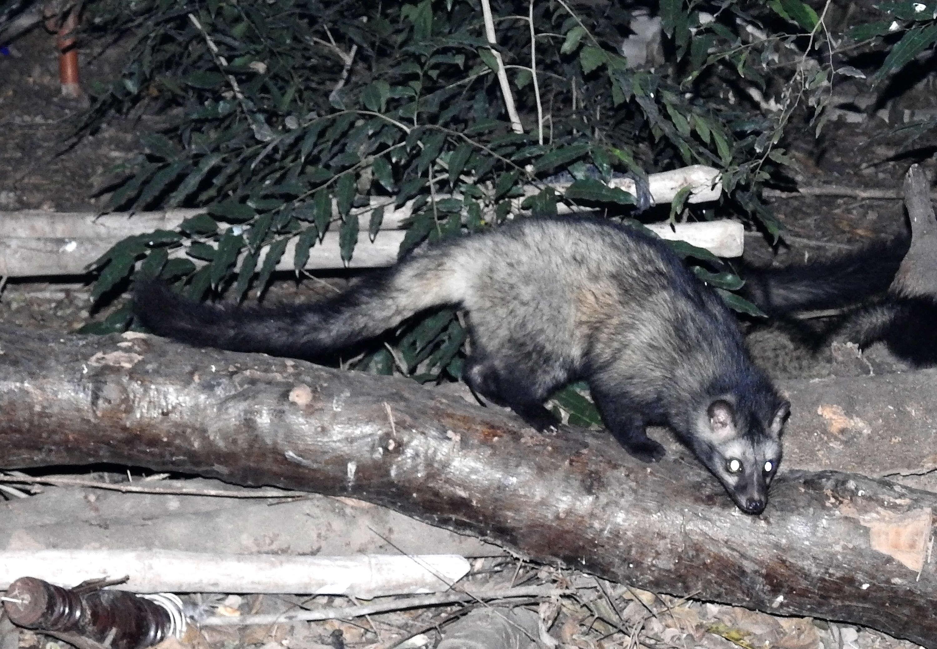 Image of Common palm civet
