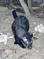 Image of Common palm civet