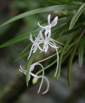 Image de Vanda falcata (Thunb.) Beer