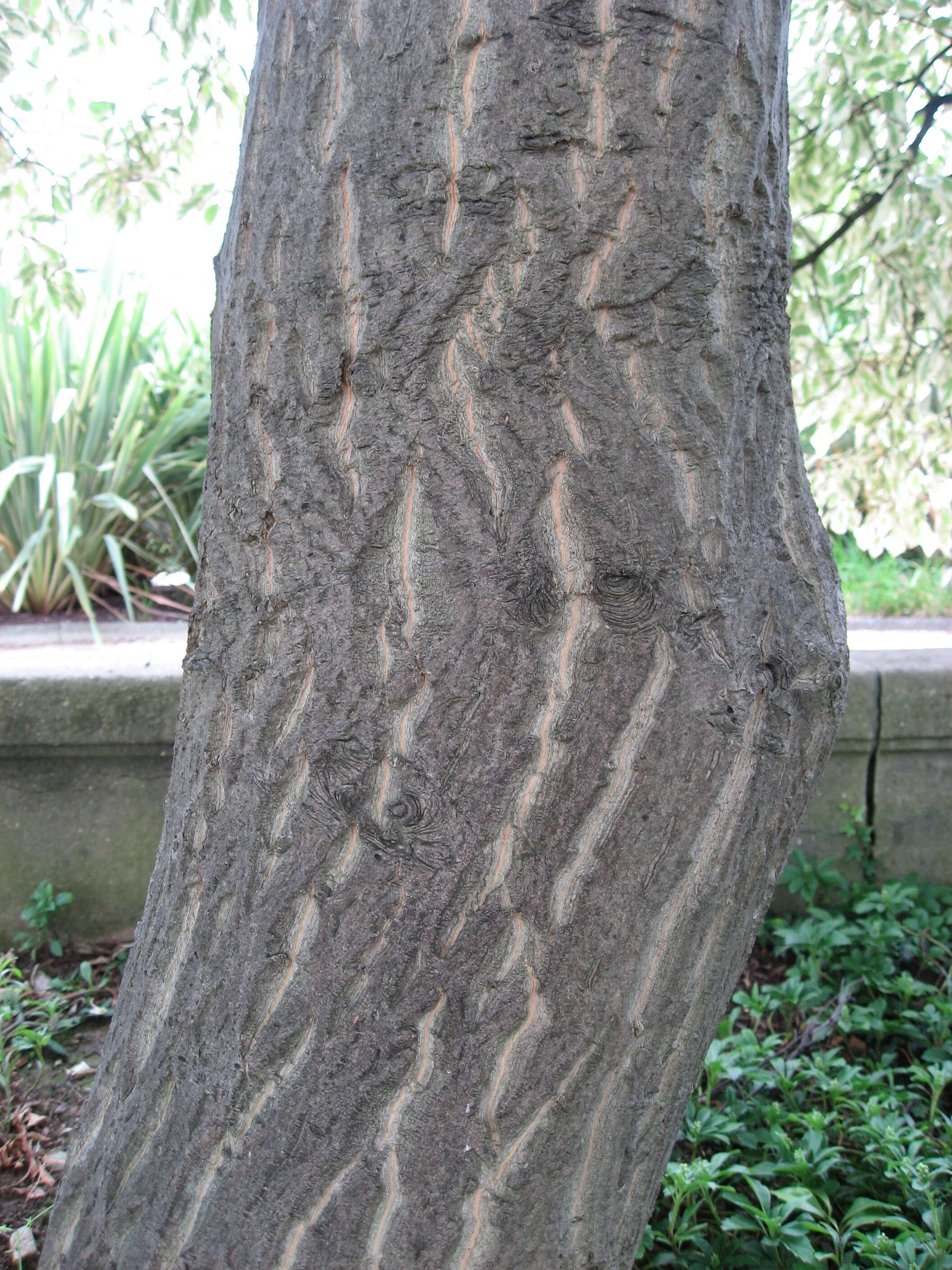 Image of giant dogwood