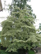 Image of giant dogwood