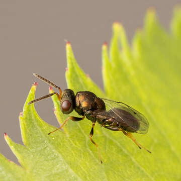 Image of Pteromalus bedeguaris (Thomson 1878)