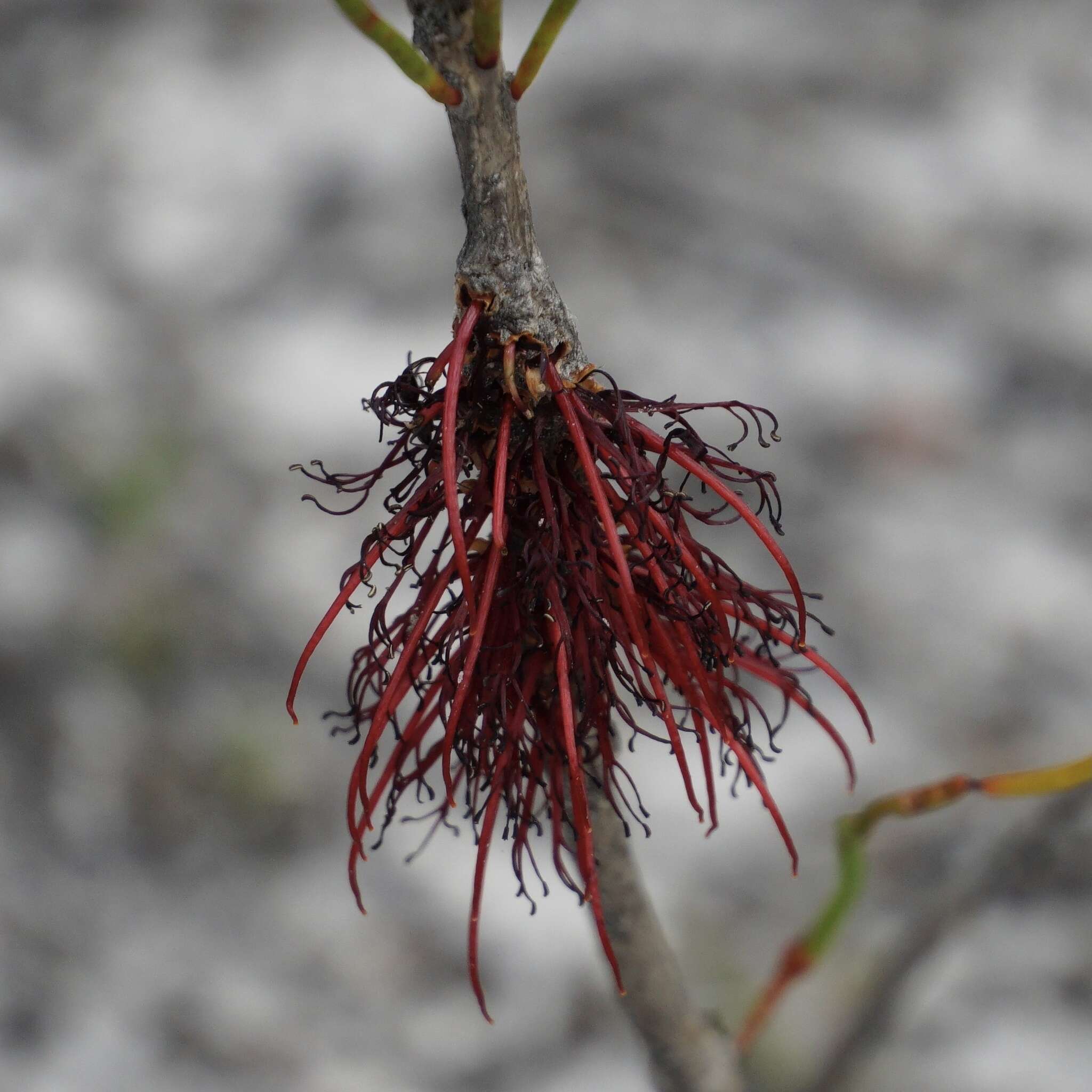 Image of Melaleuca alilateralis Craven & R. D. Edwards