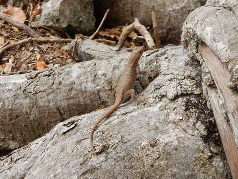 Image of Yellow-spotted Spiny Lizard