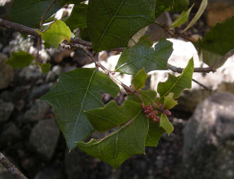 Image of Native holly