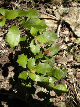 Image de Alchornea aquifolia (Js. Sm.) Domin