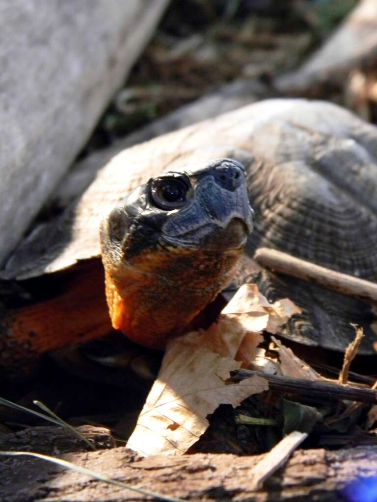 Image de Tortue des bois