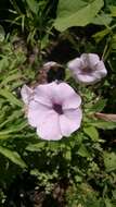 Image of petunia