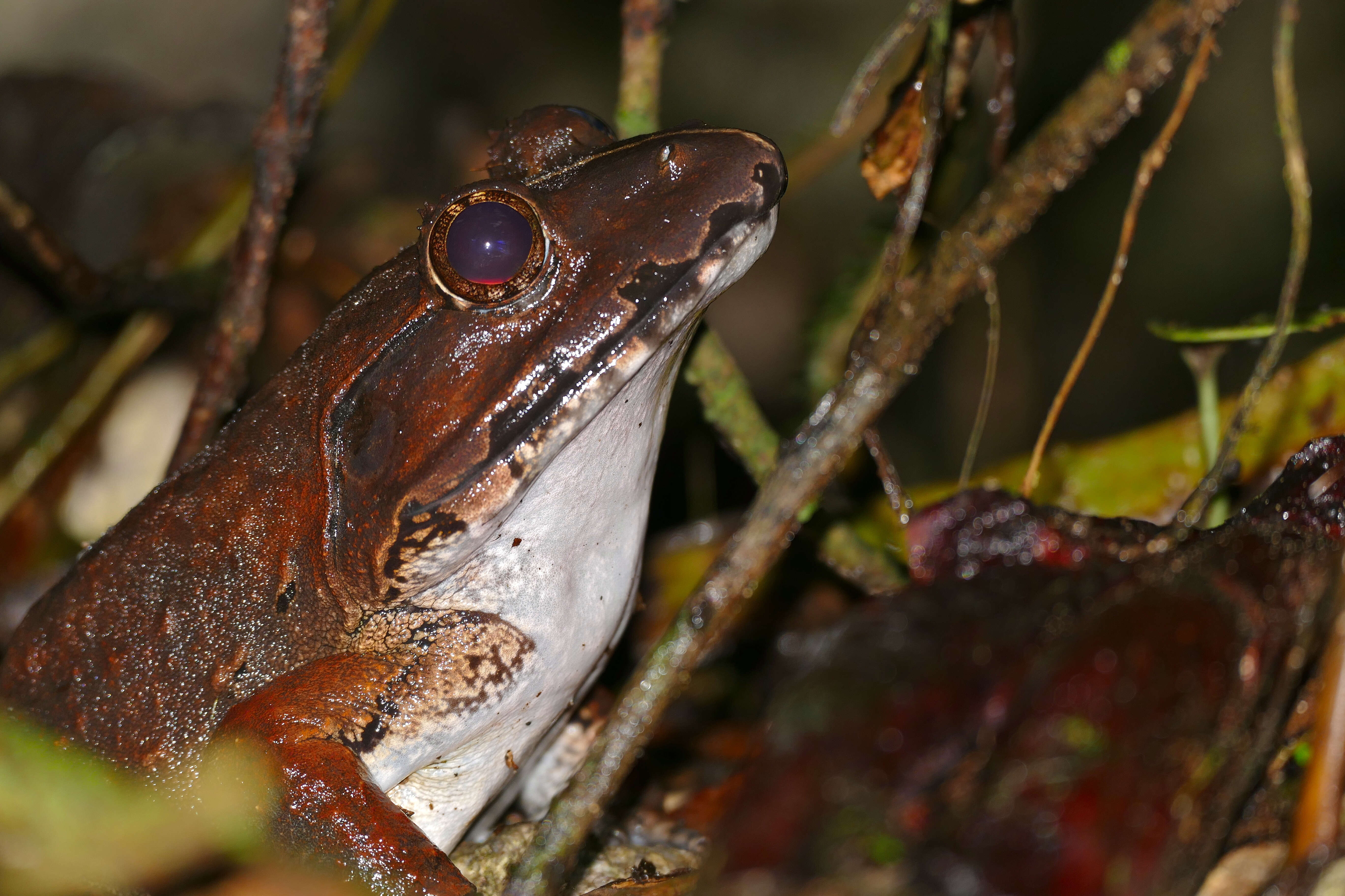 Image of Giant River Frog