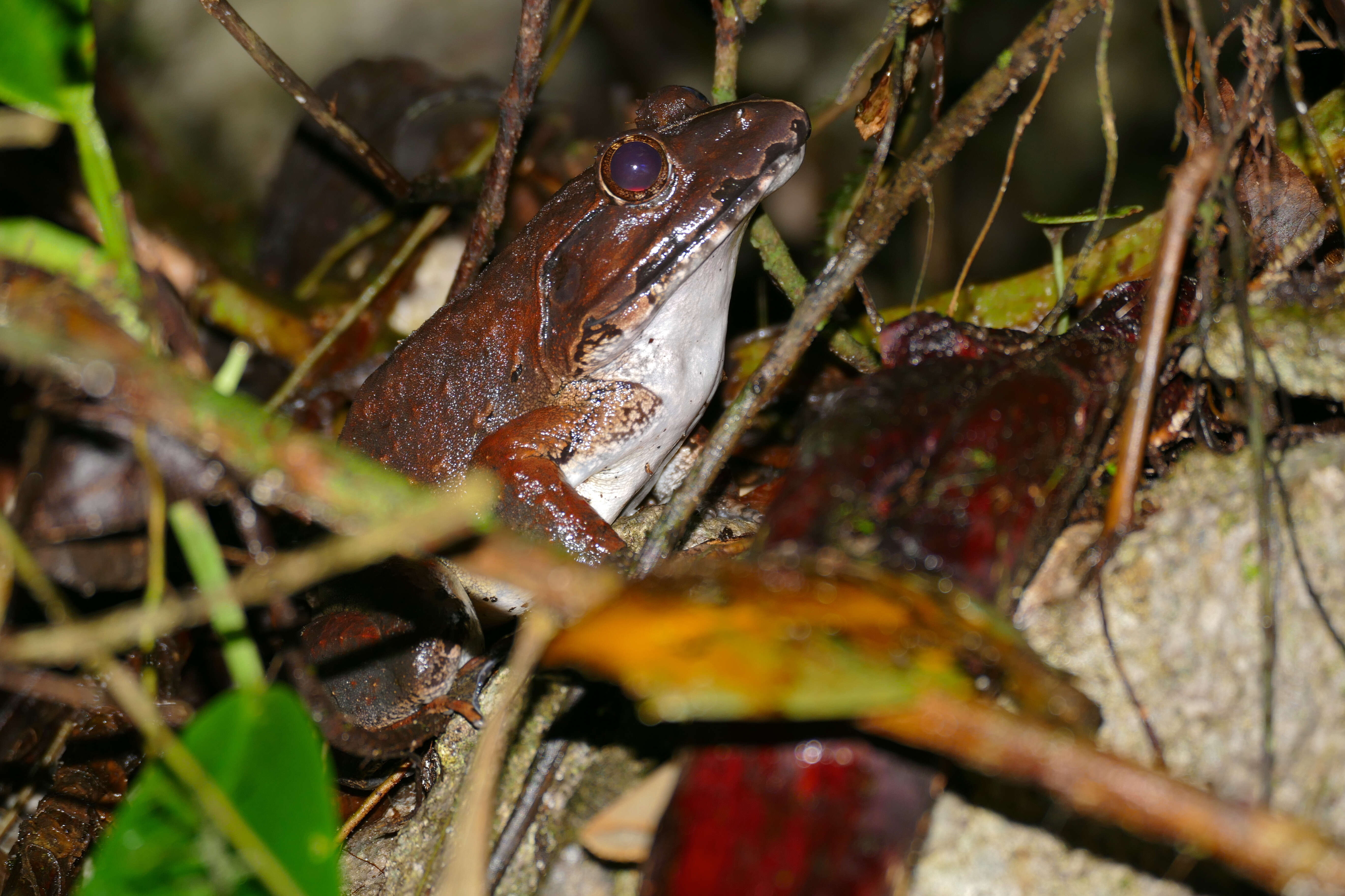 Image of Giant River Frog