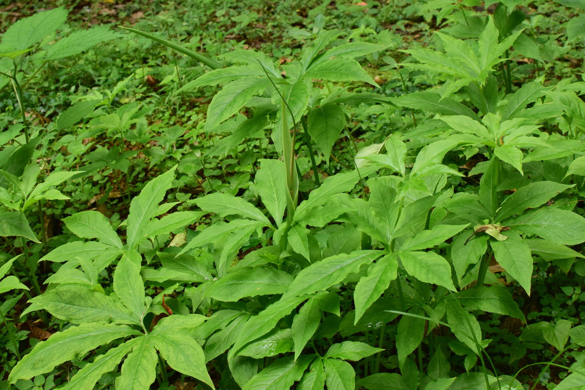 Image of Pinellia pedatisecta Schott