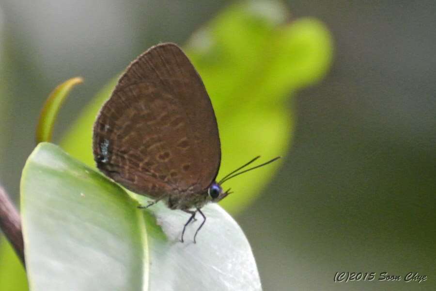 Image of Arhopala epimuta (Moore 1857)