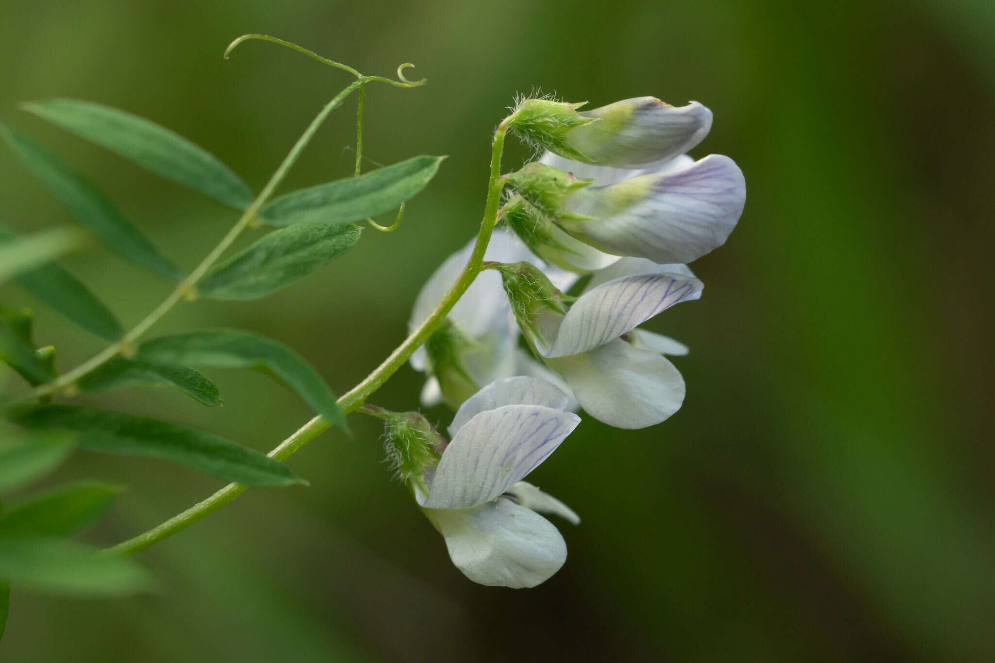 Vicia vicina Clos resmi