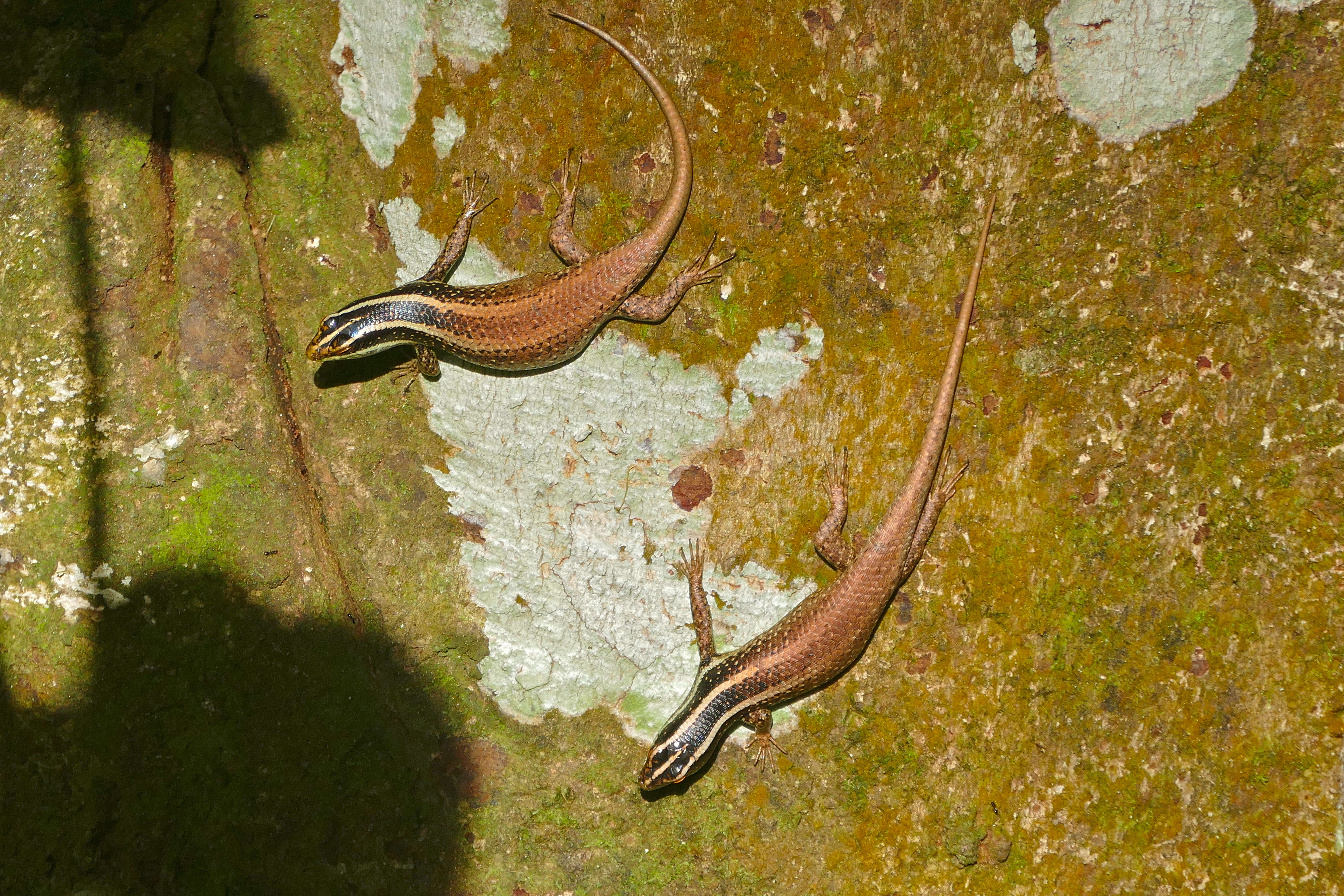 Image of Apterygodon