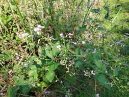 Desmodium canescens (L.) DC. resmi