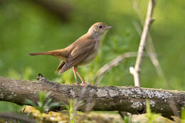 Image of nightingale, common nightingale