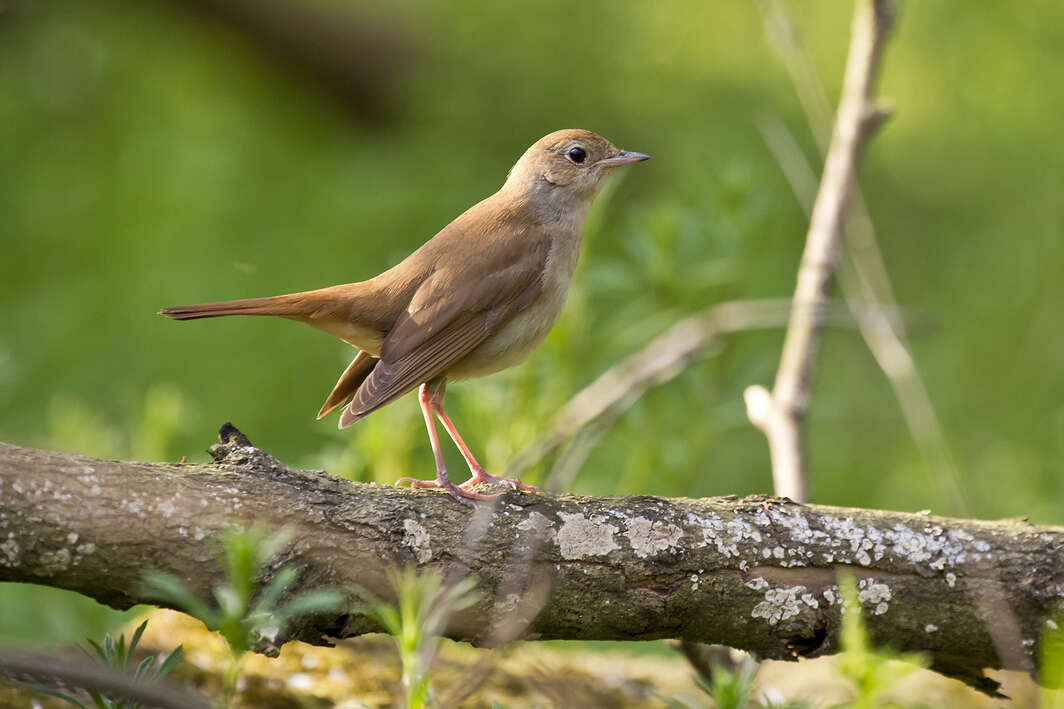 Image of nightingale, common nightingale