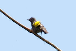 Image of Sulphur-rumped Tanager