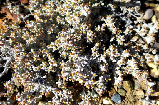 Image de Helichrysum zwartbergense Bolus