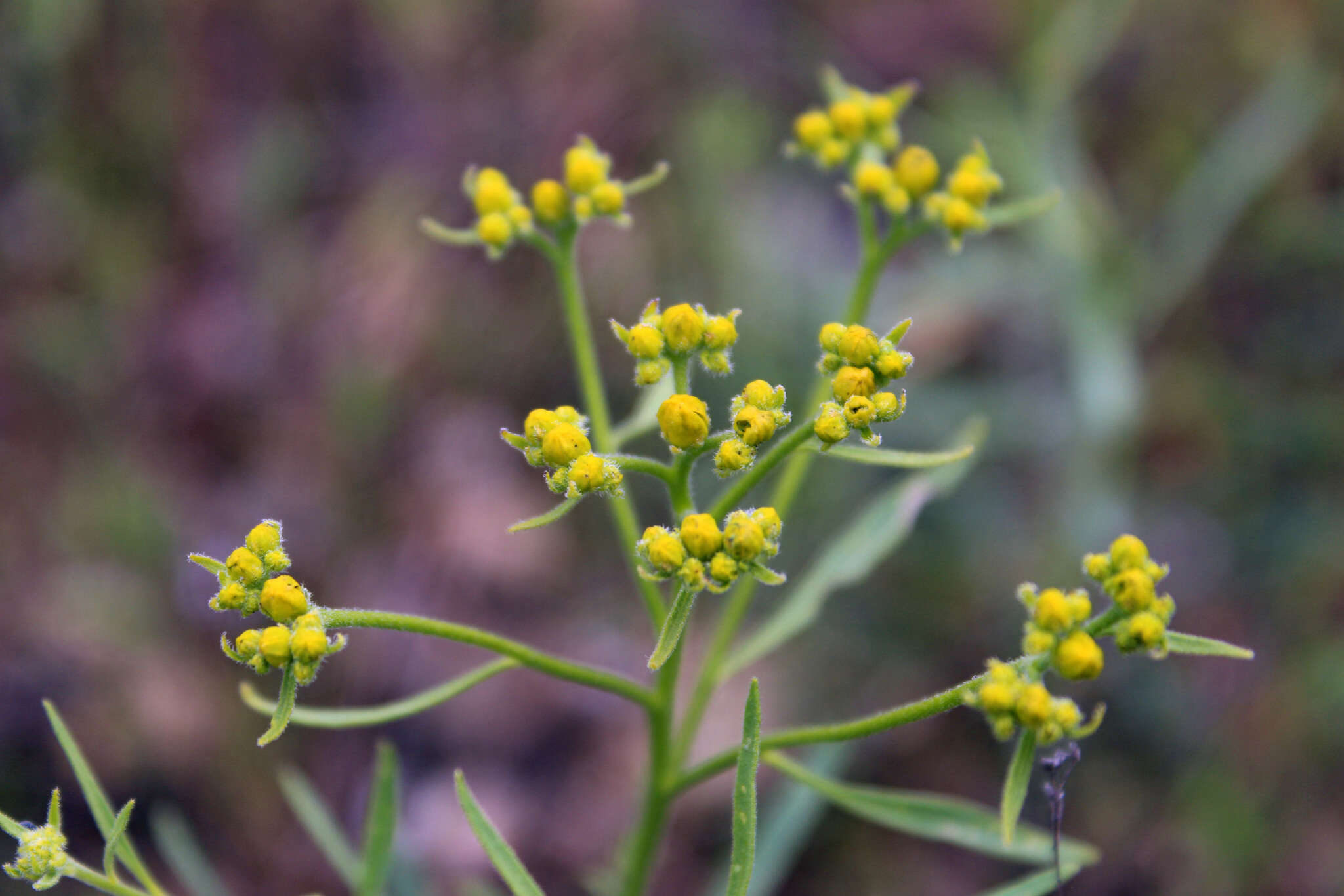 Image of Haplophyllum villosum (M. Bieb.) G. Don fil.