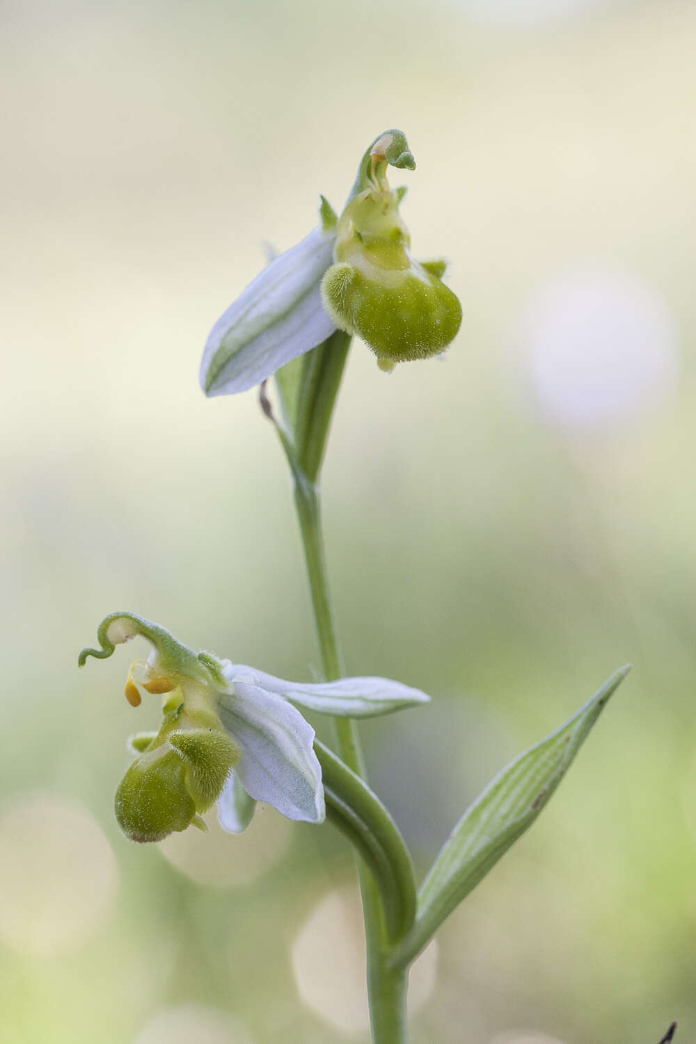 Image of Bee orchid