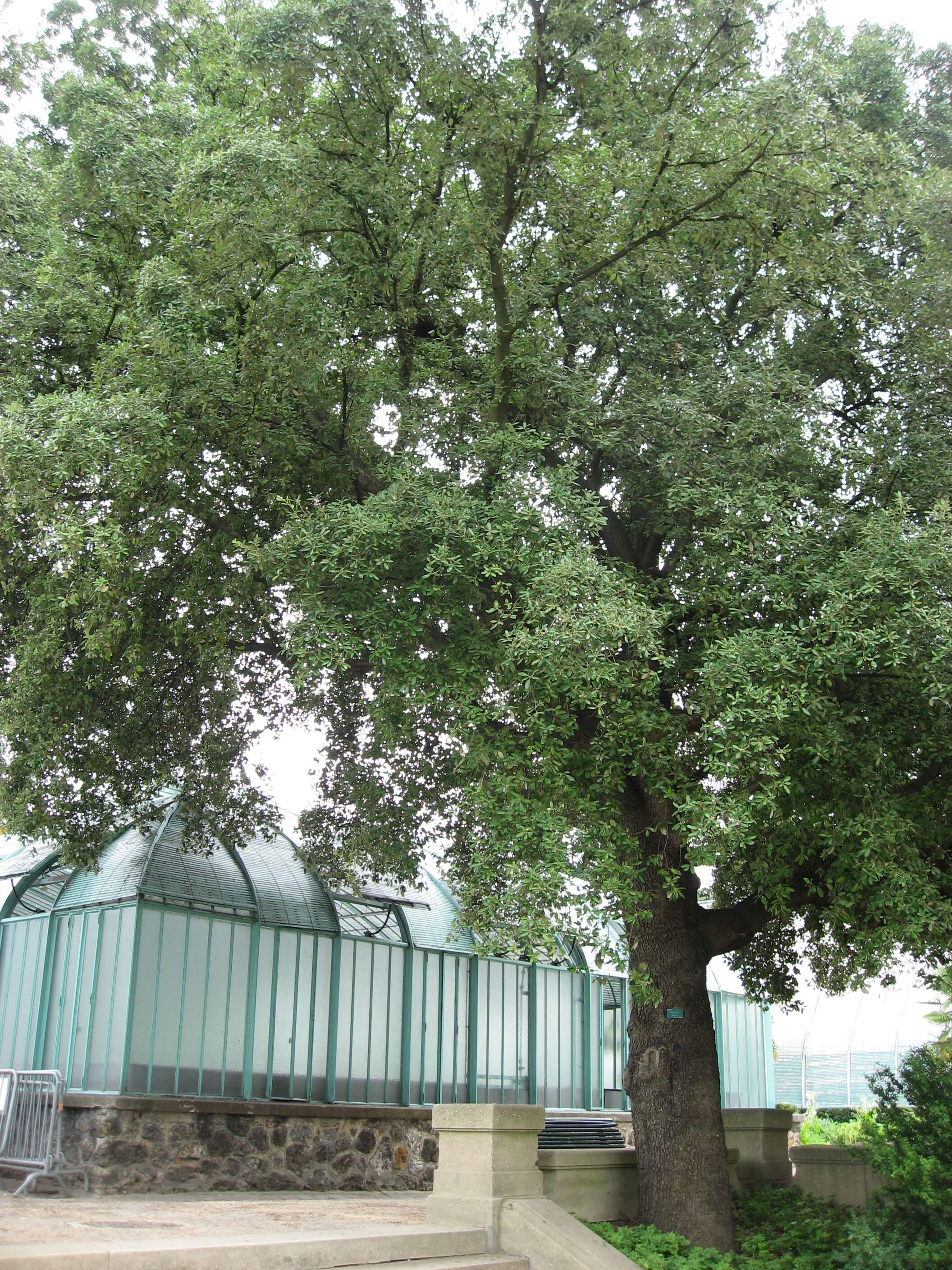 Image of Holm Oak