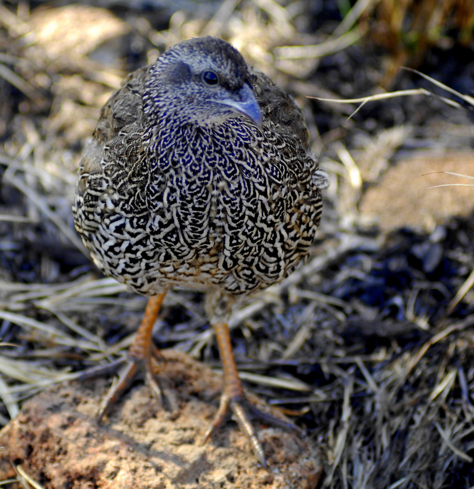 Image of Natal Francolin