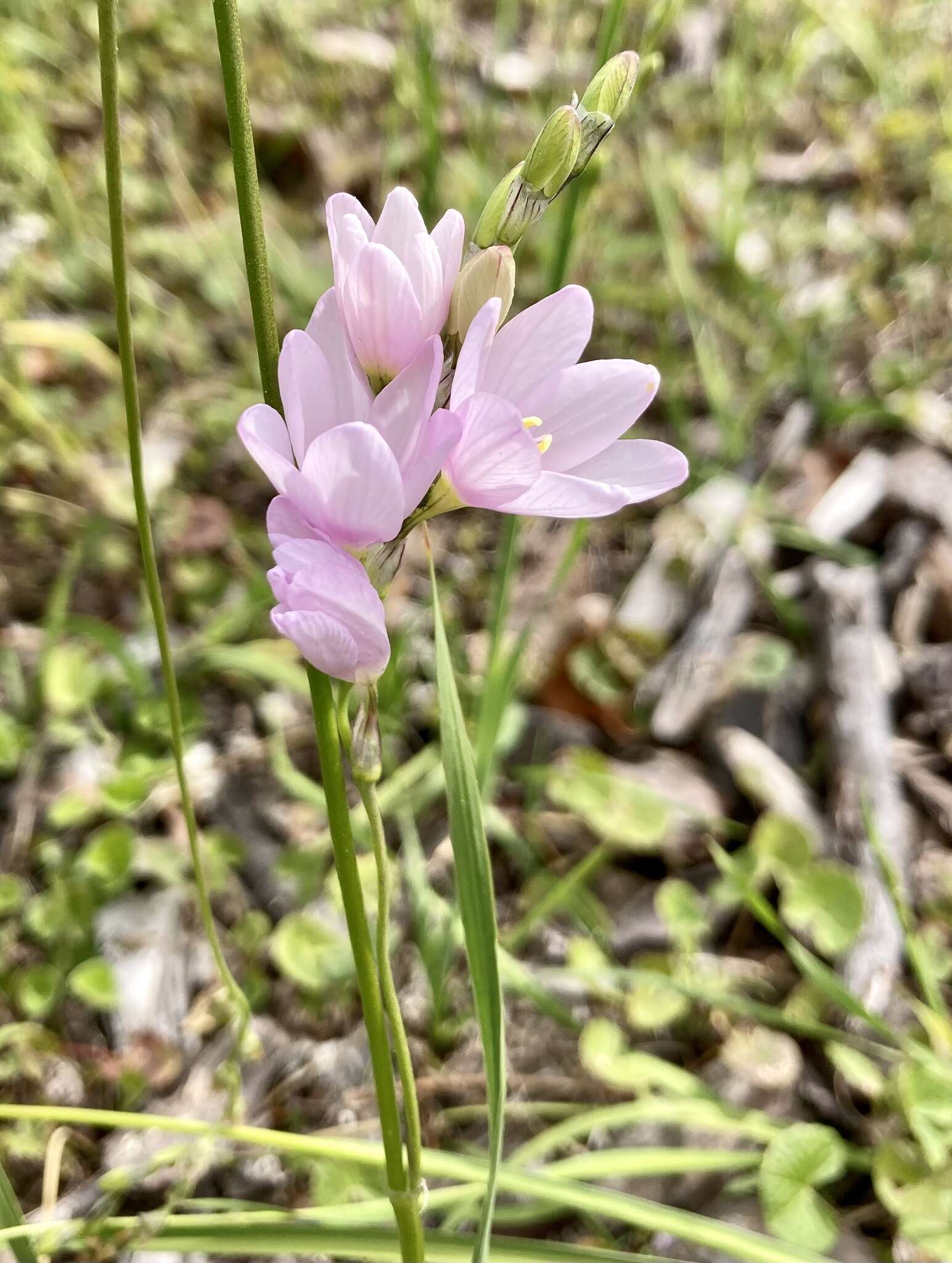 Image of Ixia orientalis L. Bolus