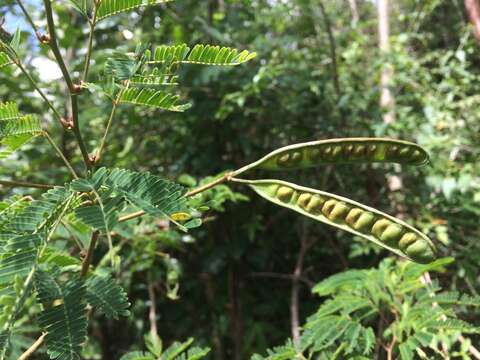 Plancia ëd Zapoteca portoricensis (Jacq.) H. M. Hern.