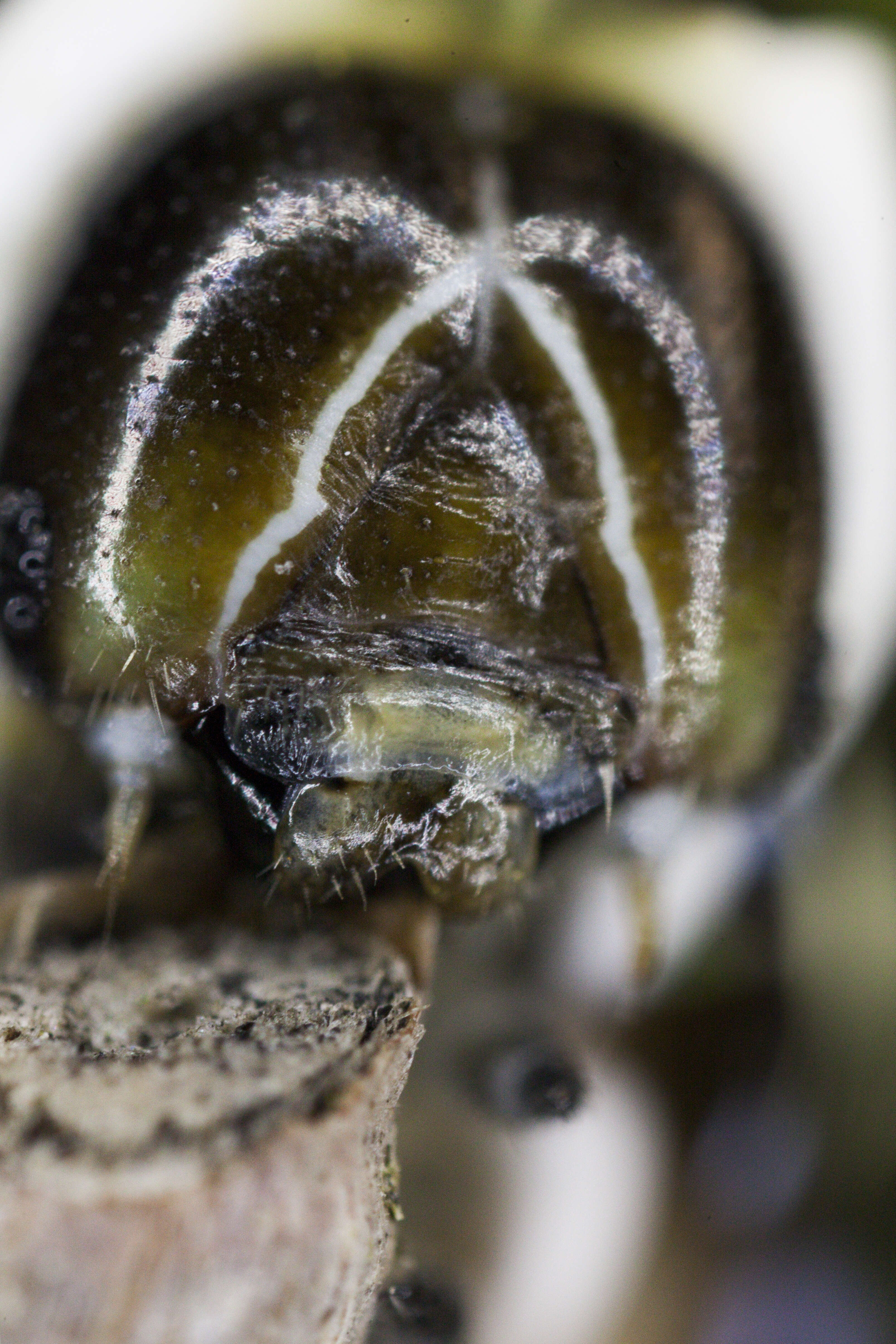 Image of Schaus' Swallowtail