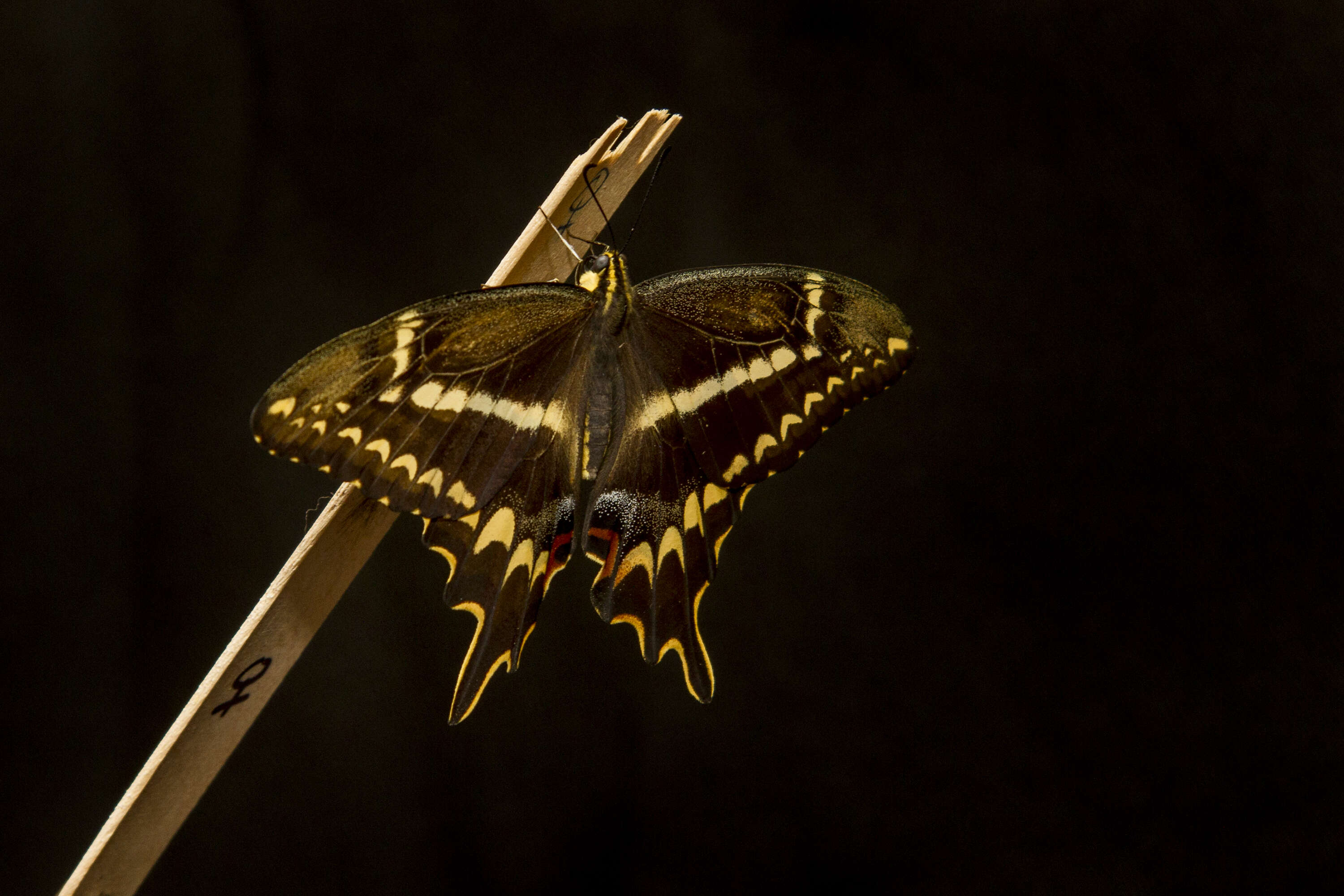 Image of Schaus' Swallowtail