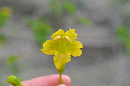 Plancia ëd Spirotecoma spiralis (C. Wright) Pichon