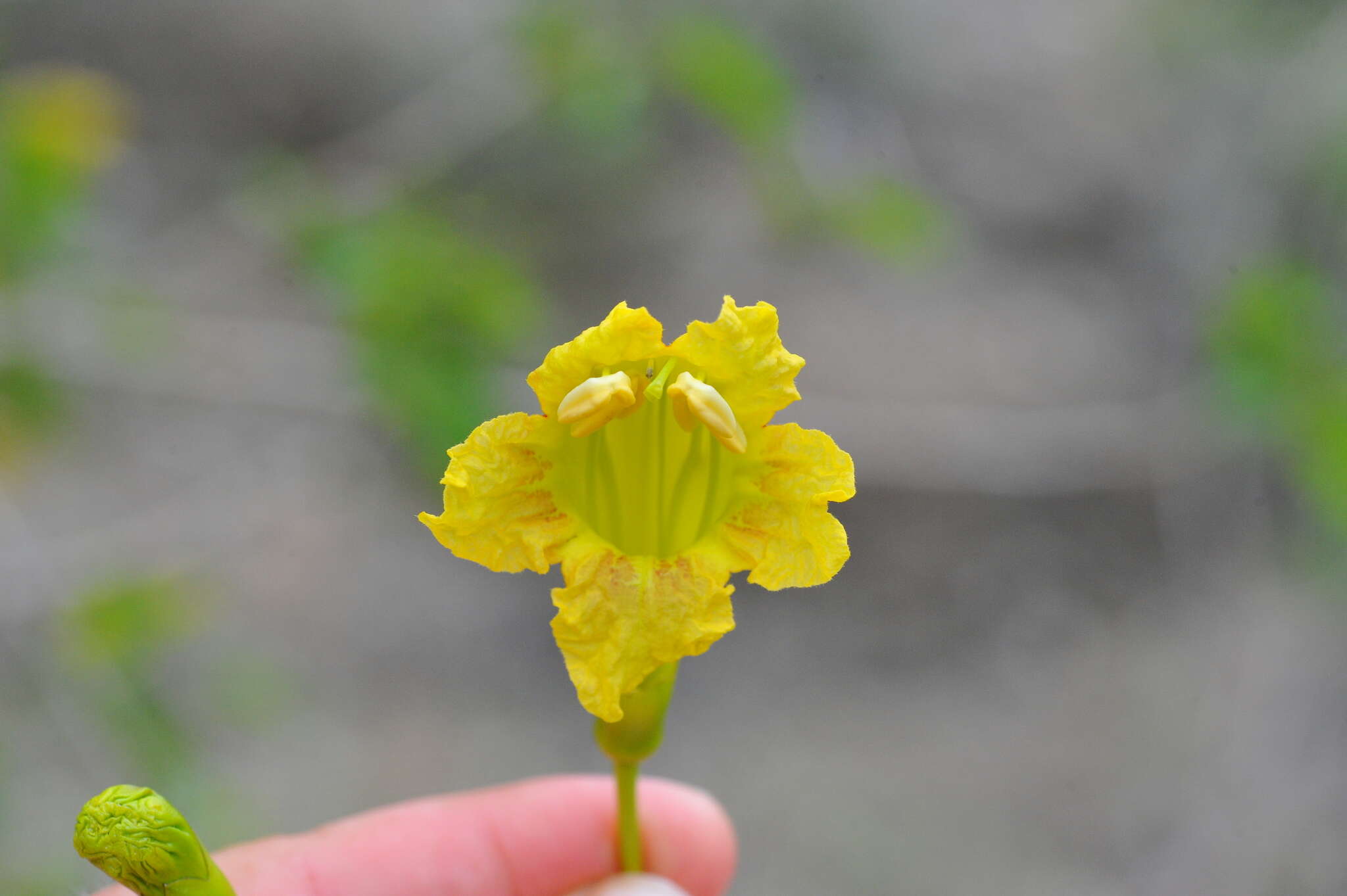 Plancia ëd Spirotecoma spiralis (C. Wright) Pichon