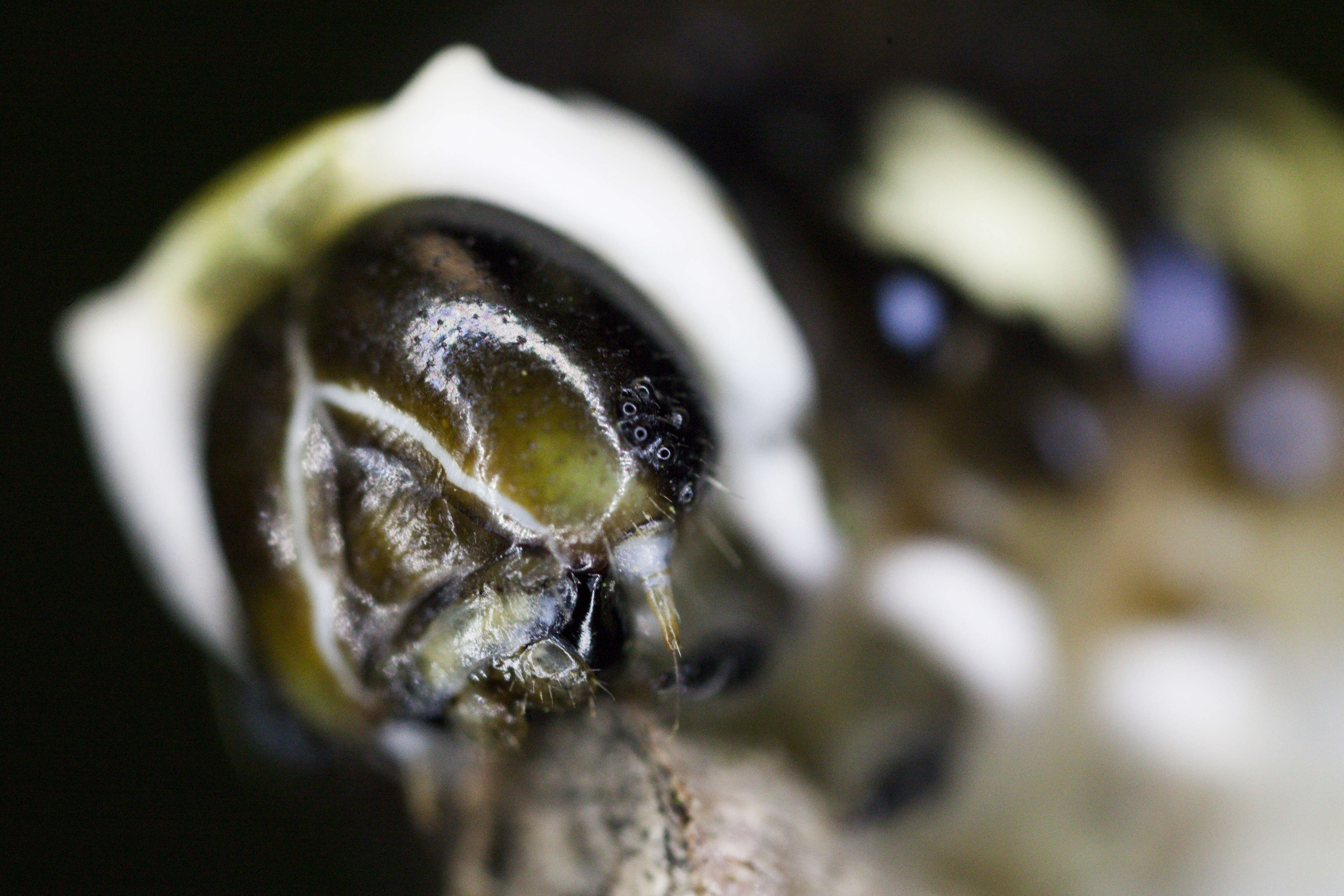 Image of Schaus' Swallowtail