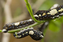 Image of Schaus' Swallowtail