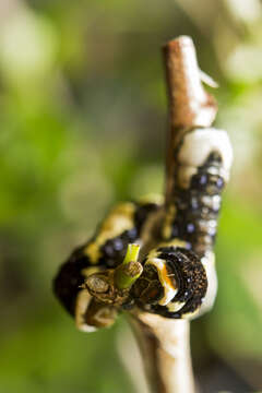 Image of Schaus' Swallowtail