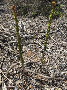 Image of Cooper's rein orchid