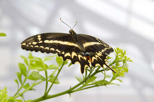 Image of Schaus' Swallowtail