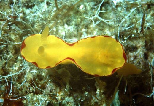 Image of Diversidoris flava (Eliot 1904)