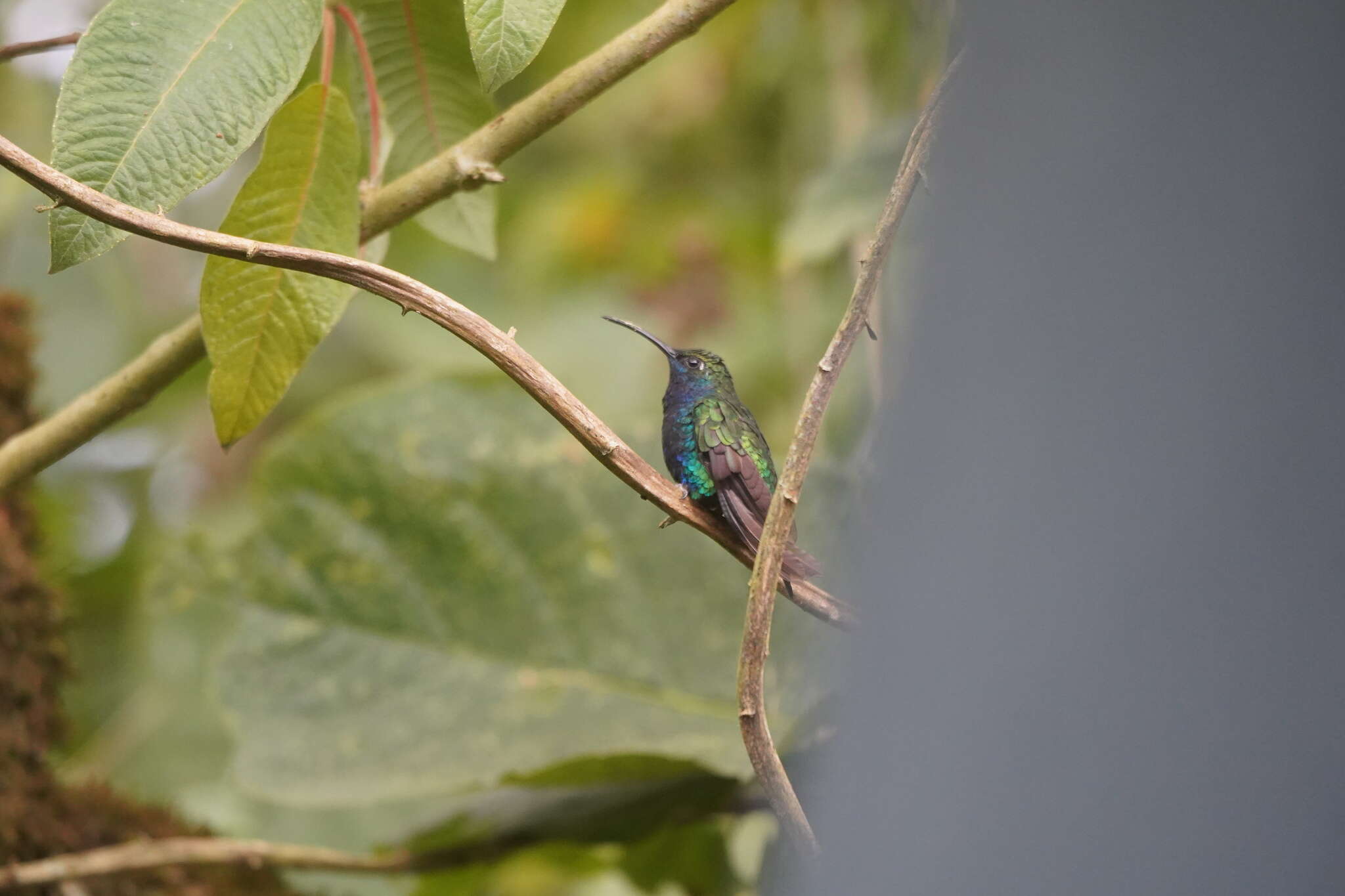 Campylopterus falcatus (Swainson 1821) resmi