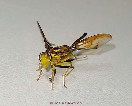 Image of Fruit fly