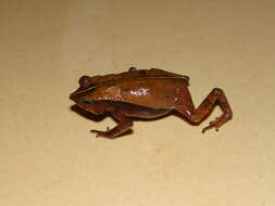 صورة Rhinella castaneotica (Caldwell 1991)