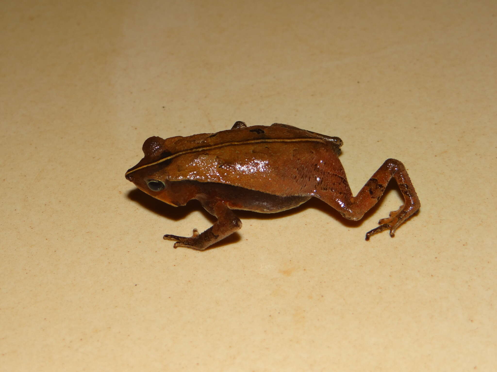 Image of Rhinella castaneotica (Caldwell 1991)