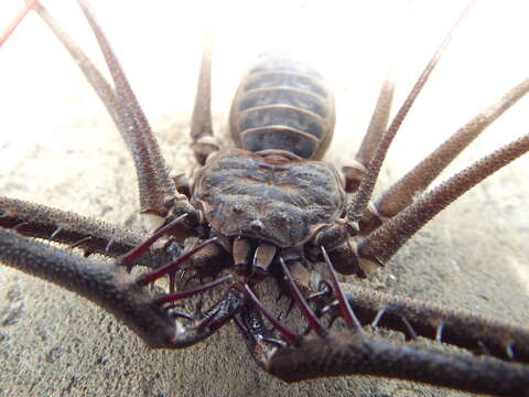 Image of Heterophrynus longicornis (Butler 1873)