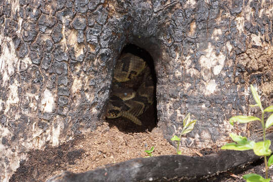 Image of Timber Rattlesnake